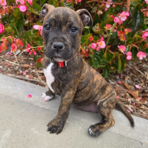 Celeste - Bullmastiff Dog
