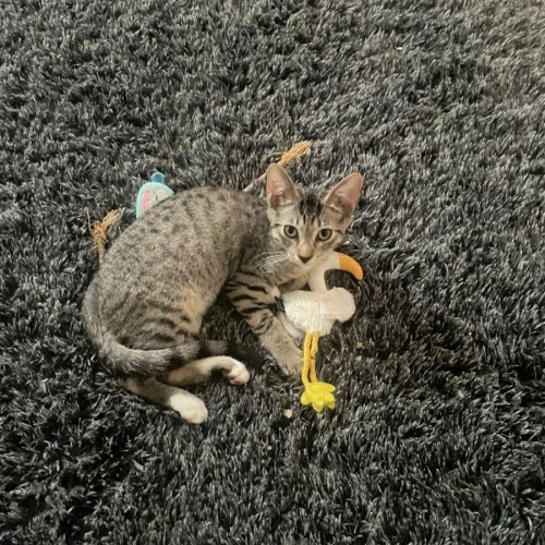 Sparrow - Domestic Short Hair (DSH) Cat