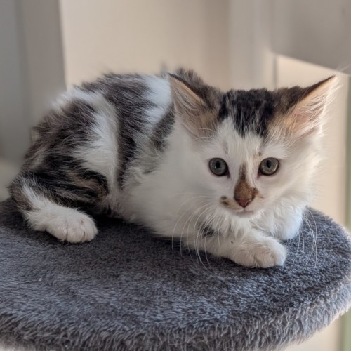 Timmy - Domestic Short Hair (DSH) Cat
