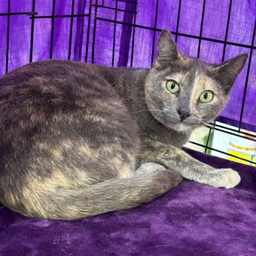 Smudge - Domestic Short Hair (DSH) Cat