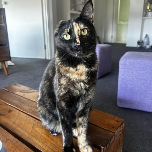 Storm - Domestic Short Hair (DSH) Cat