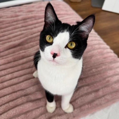 Leo - Domestic Short Hair (DSH) Cat