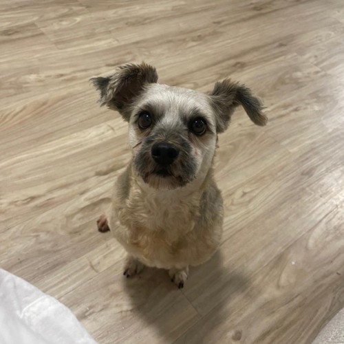 Rogue - Maltese x Shih Tzu Dog