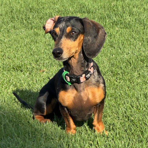Luna - Dachshund (Miniature) Dog
