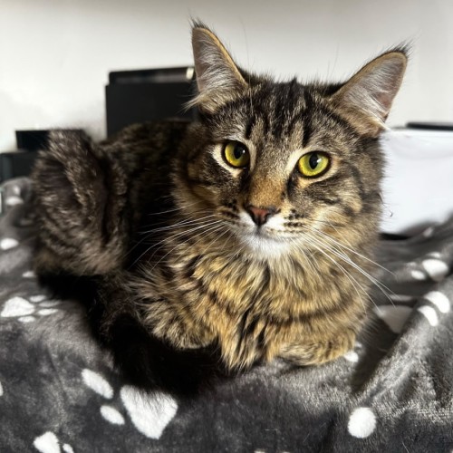 Adidas - Domestic Medium Hair (DMH) Cat