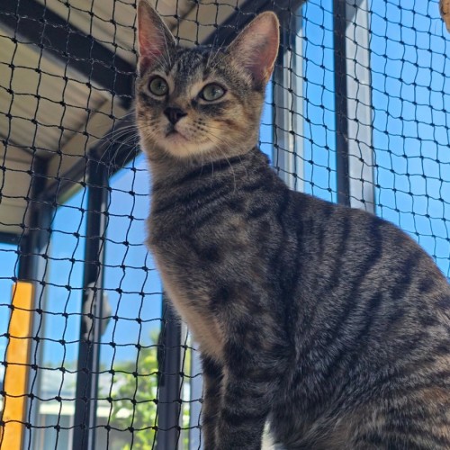 Hazel - Domestic Short Hair (DSH) Cat