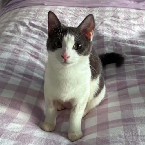 Possum - Domestic Short Hair (DSH) Cat