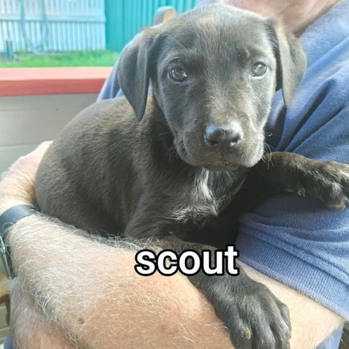 Scout - Border Collie x Australian Kelpie Dog