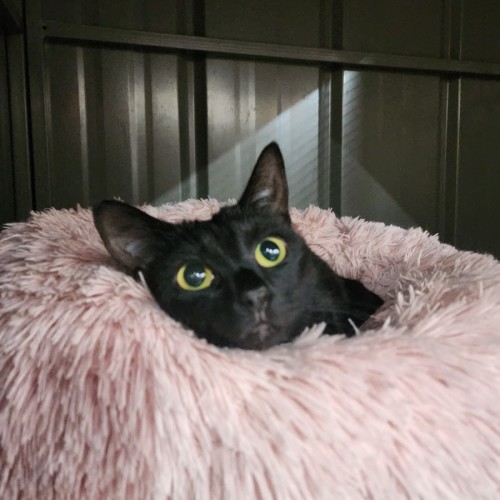 Maia - Domestic Short Hair (DSH) Cat