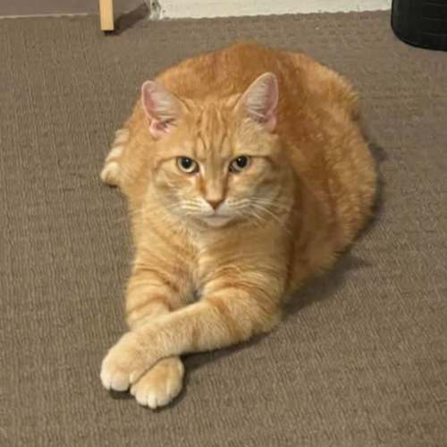 Meggsy - Domestic Short Hair (DSH) Cat