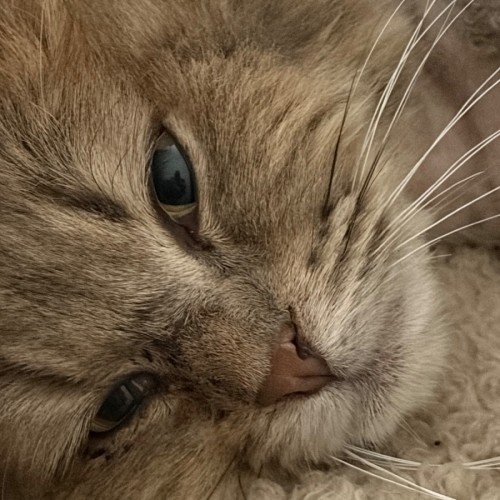 Oak  - Domestic Long Hair (DLH) Cat