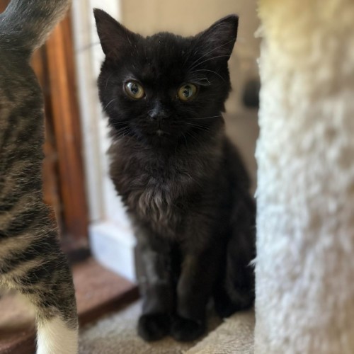 Thistle - Domestic Medium Hair (DMH) Cat