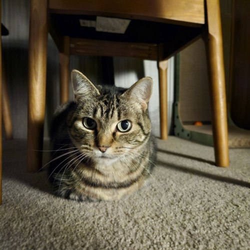 Mumma bear - Domestic Short Hair (DSH) Cat