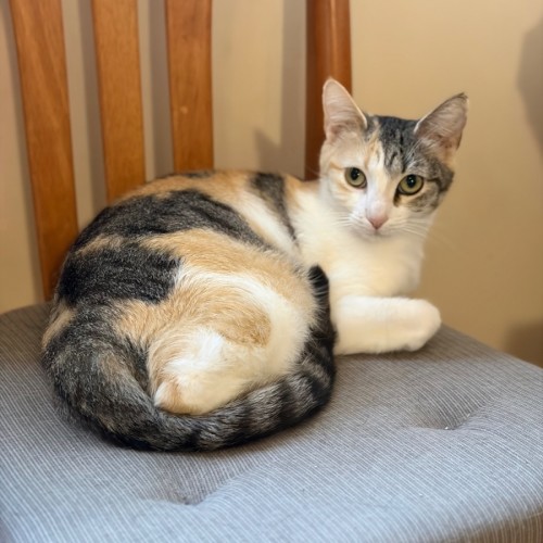 Maree - Domestic Short Hair (DSH) Cat