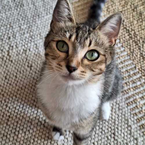 Misty - Domestic Short Hair (DSH) Cat