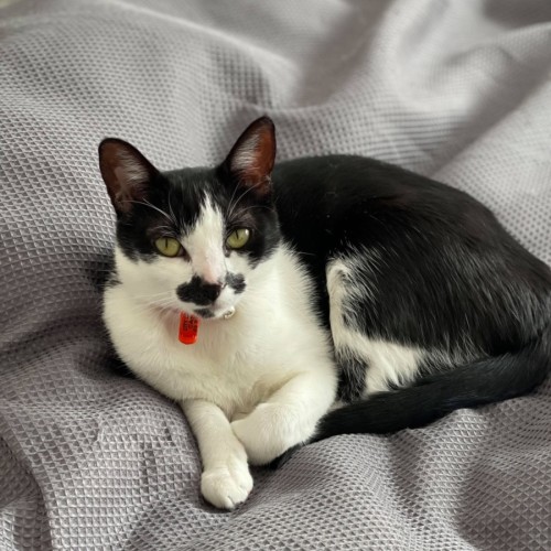 Missy  - Domestic Short Hair (DSH) Cat