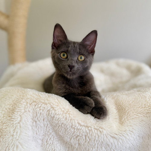 Wonton - Domestic Short Hair (DSH) Cat