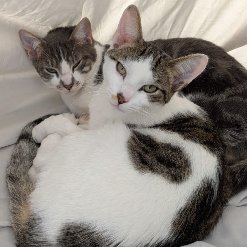 Chai and Mochi - Domestic Short Hair (DSH) Cat