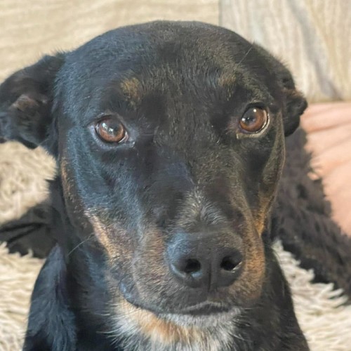 Zenon - Australian Stumpy Tail Cattle Dog