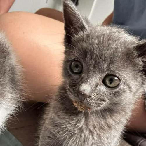 Colin - Domestic Short Hair (DSH) Cat