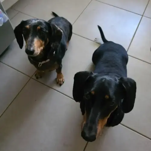 Ruby & Oreo - Dachshund (Miniature Smooth Haired) Dog