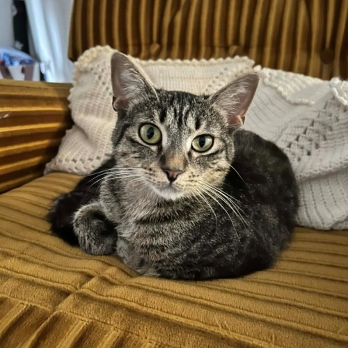 Peggy Sue *9 Lives Project Rescue* - Domestic Short Hair (DSH) Cat