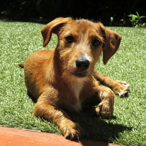 Crackers - Dachshund x Jack Russell Terrier Dog