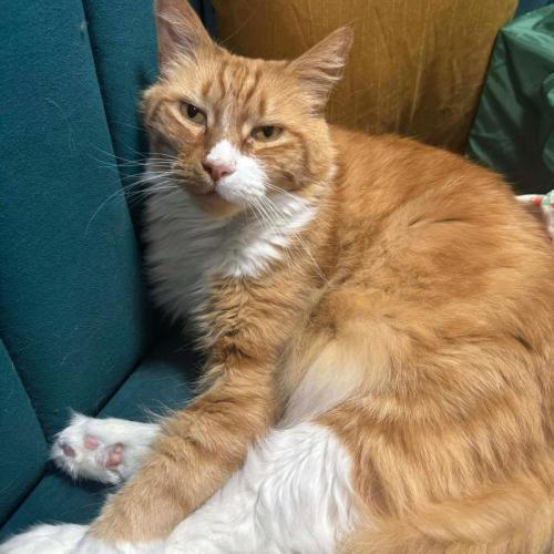 Pablo - Domestic Medium Hair (DMH) Cat