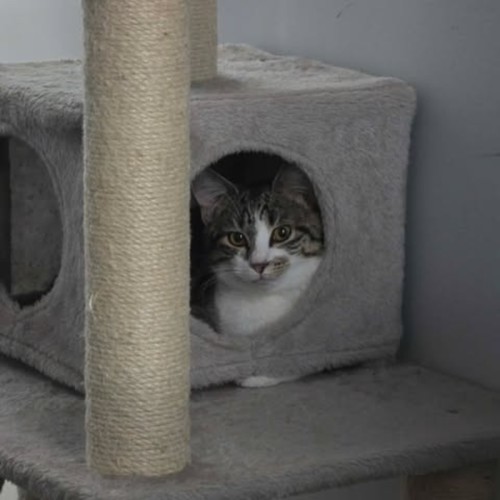 Maisie - Domestic Short Hair (DSH) Cat