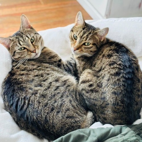 Ferris & Felix - Domestic Short Hair (DSH) Cat