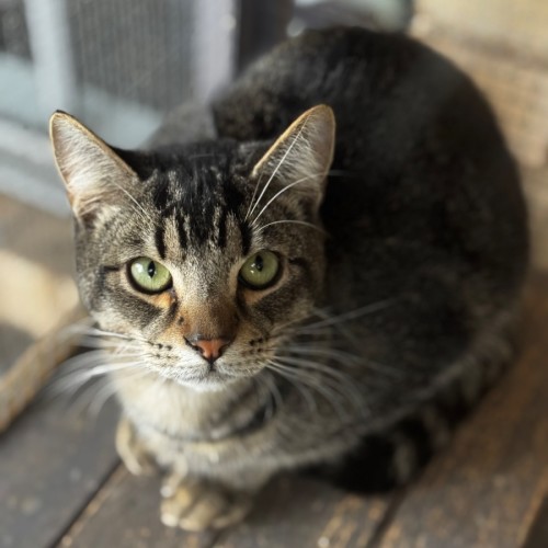 Lachlan  - Domestic Short Hair (DSH) Cat