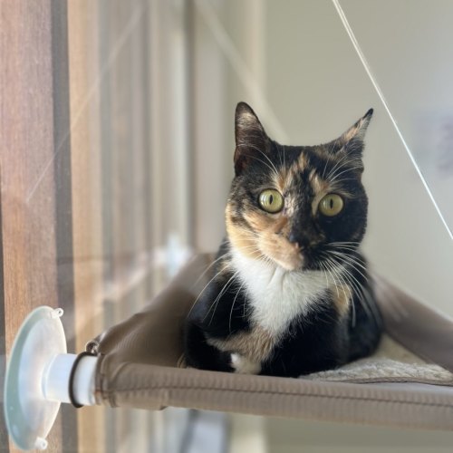 Josie - Domestic Short Hair (DSH) Cat