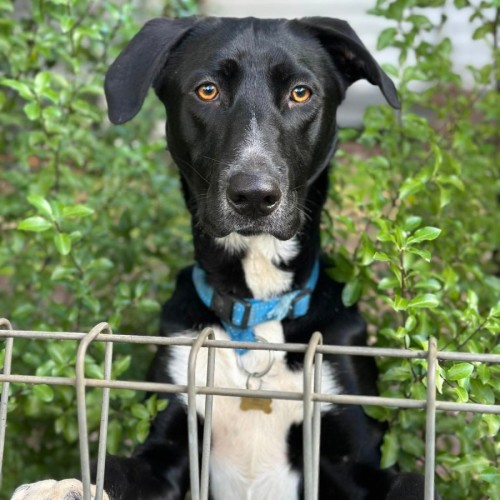Botas - Australian Kelpie x Border Collie Dog
