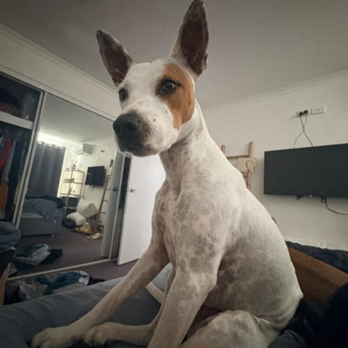 Sadie - Bull Arab Dog