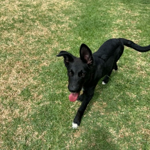 Eika - German Shepherd Dog x Border Collie Dog