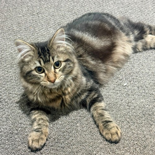 Goob - Domestic Medium Hair (DMH) Cat