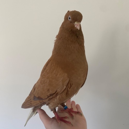 Yellow Fellow -  Bird