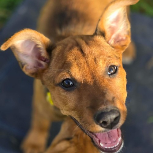 Rose - Australian Kelpie Dog