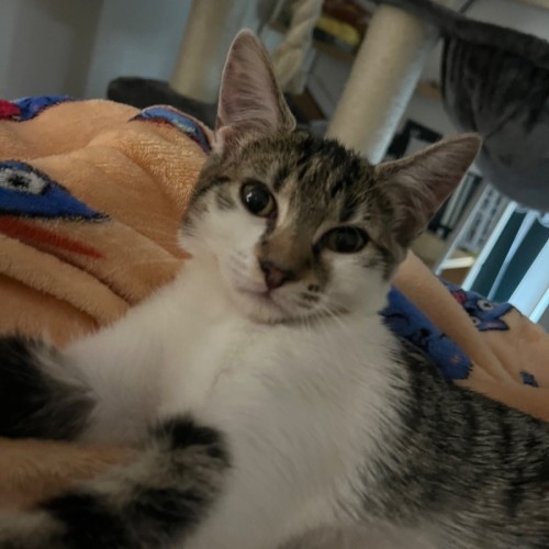 Pearl - Domestic Short Hair (DSH) Cat