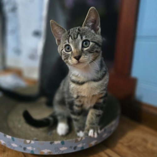 Bill - Domestic Short Hair (DSH) Cat