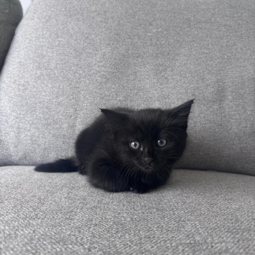Martini - Domestic Medium Hair (DMH) Cat