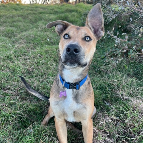 Gizmo - Australian Kelpie Dog