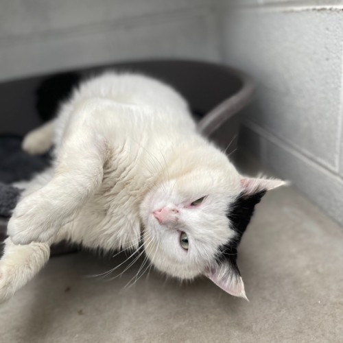 Vespa - Domestic Short Hair (DSH) Cat