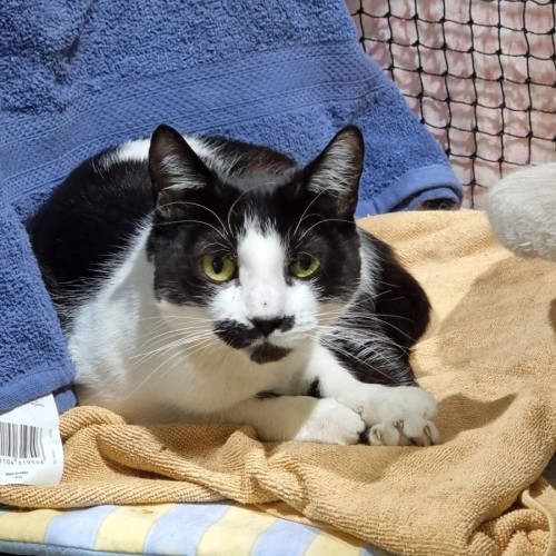 Wren - Domestic Short Hair (DSH) Cat