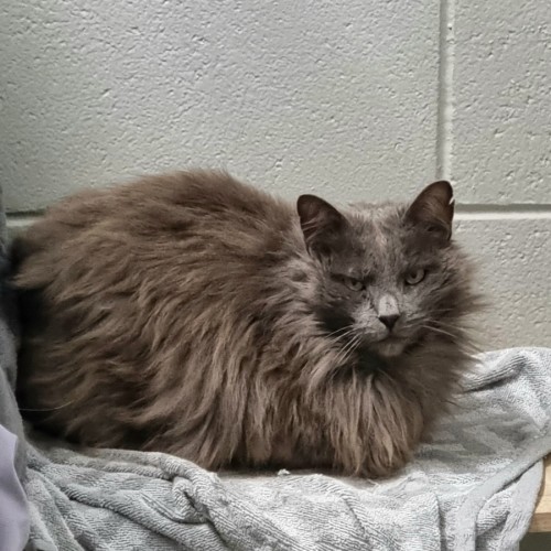 Jonathan - Domestic Short Hair (DSH) Cat