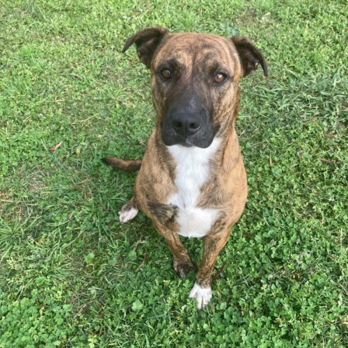 Dotty - American Staffordshire Terrier Dog