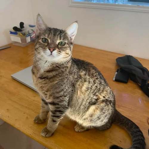 Tink - Domestic Short Hair (DSH) Cat