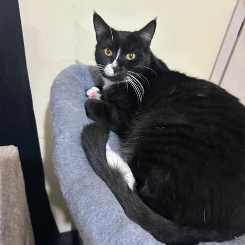 Socks - Domestic Short Hair (DSH) Cat