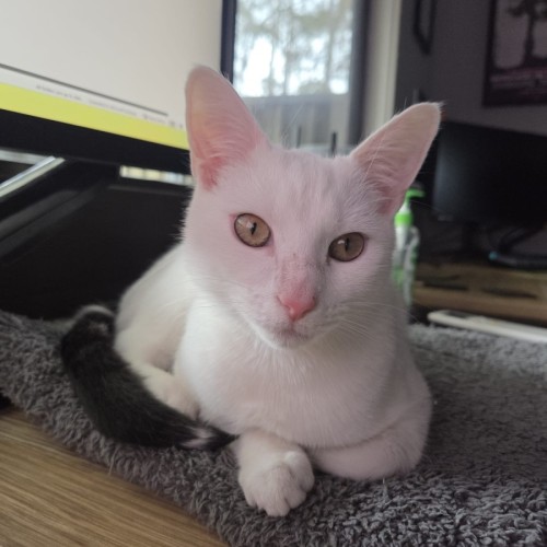 Lumi - Domestic Short Hair (DSH) Cat