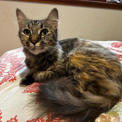 Willow - Domestic Short Hair (DSH) Cat